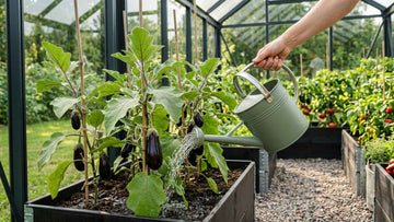 Aubergine water geven