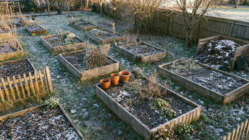 Wat zaaien in februari - Blomea.be
