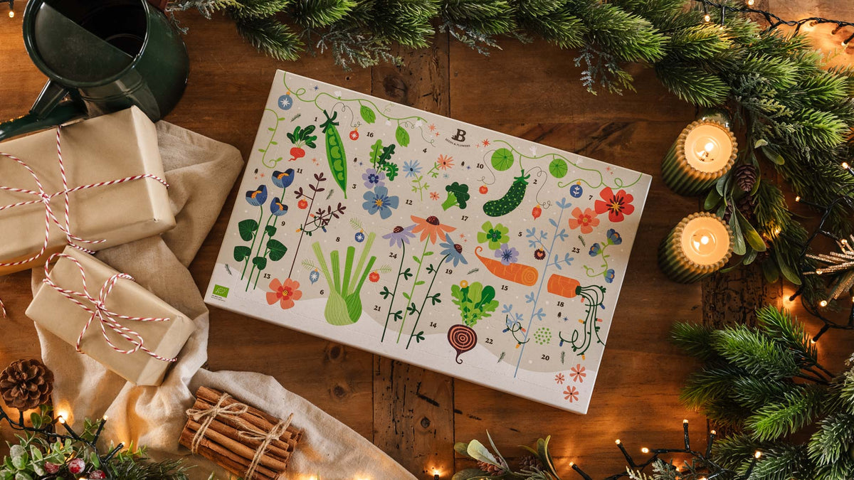 Zaden adventskalender - Blomea.be