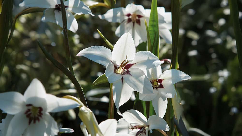 Abessijnse gladiool - Blomea.be