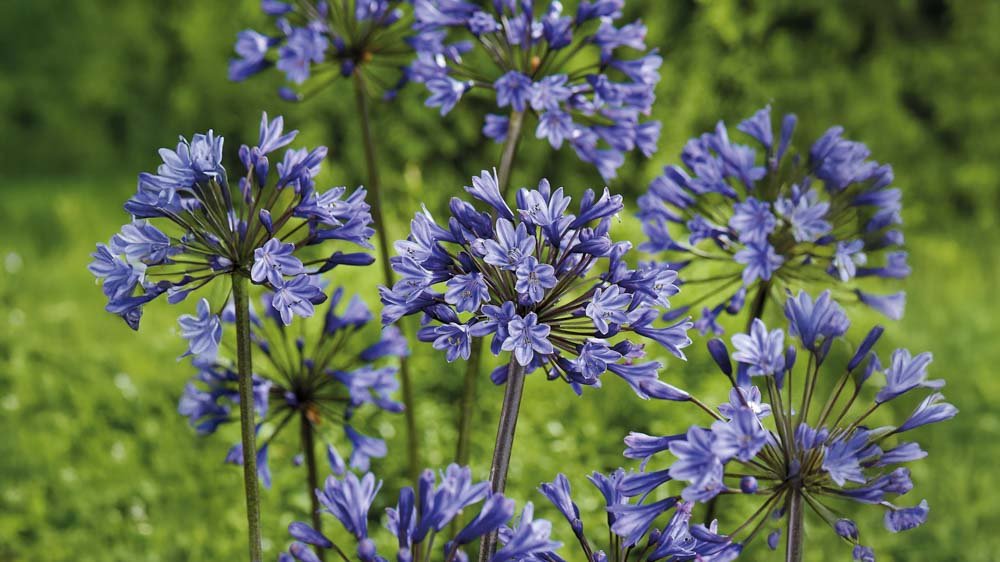 Agapanthus - Blomea.be