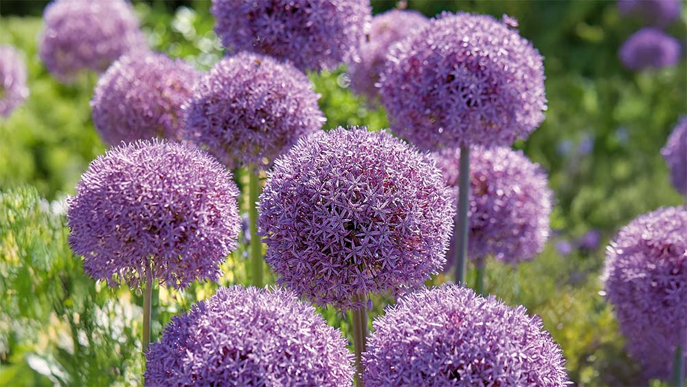 Allium giganteum