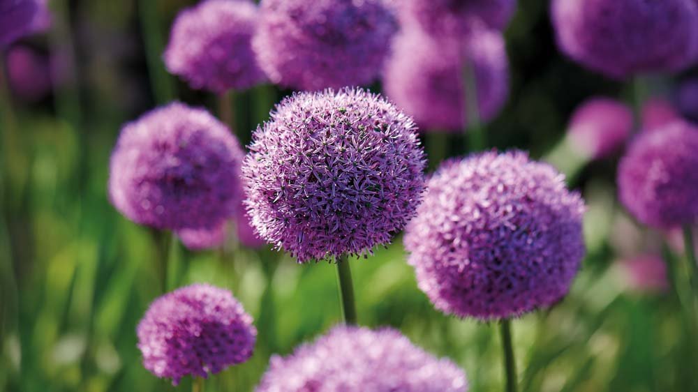 Allium Millennium - Blomea.be