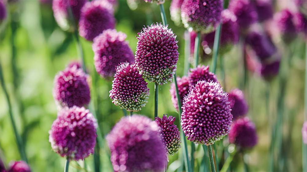 Allium sphaerocephalon - Blomea.be