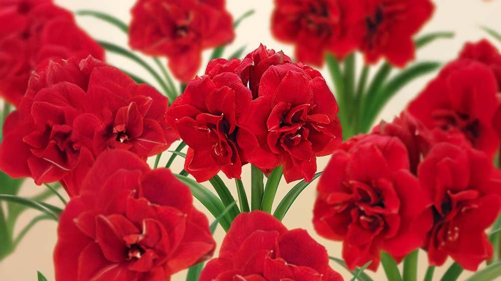 Amaryllis - Blomea.be