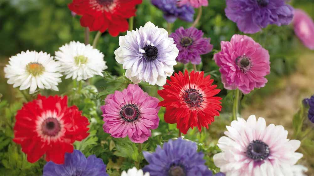 Anemonen - Blomea.be