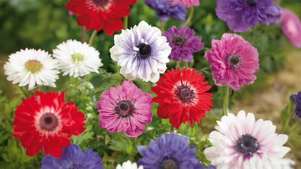 Anemonen
