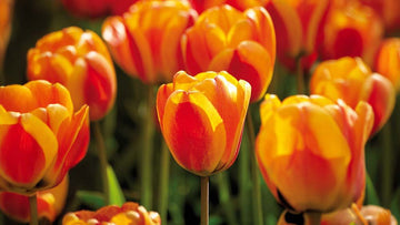 Apeldoorn tulpen