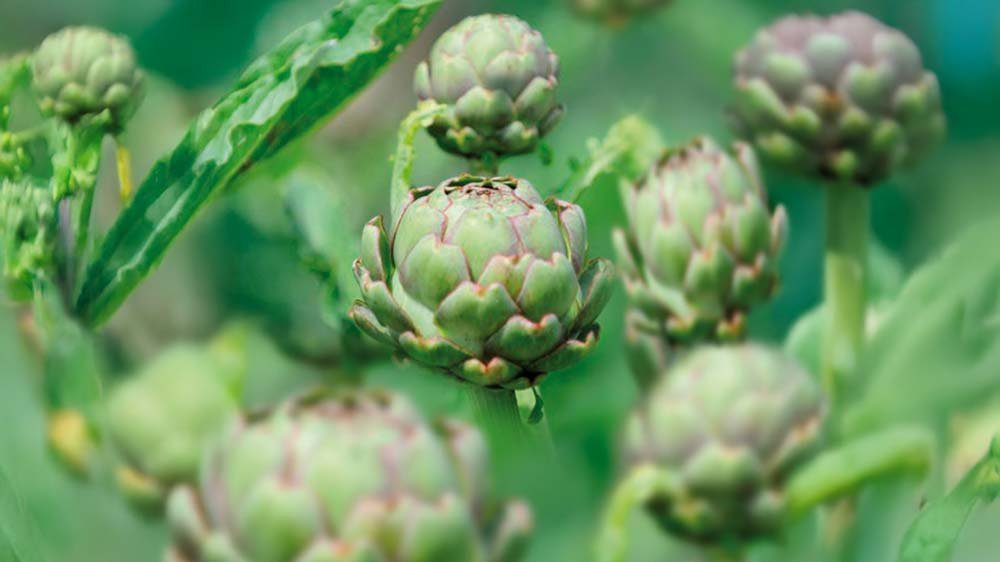 Artisjok - Blomea.be