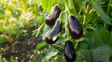 Aubergine zaden