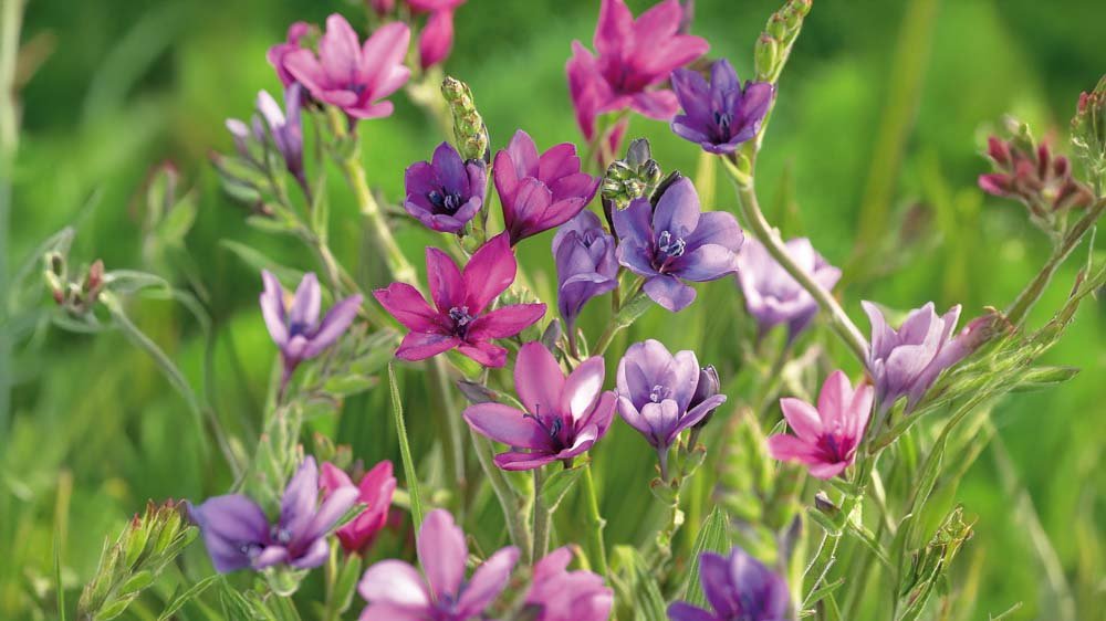 Baviaanbloem - Blomea.be