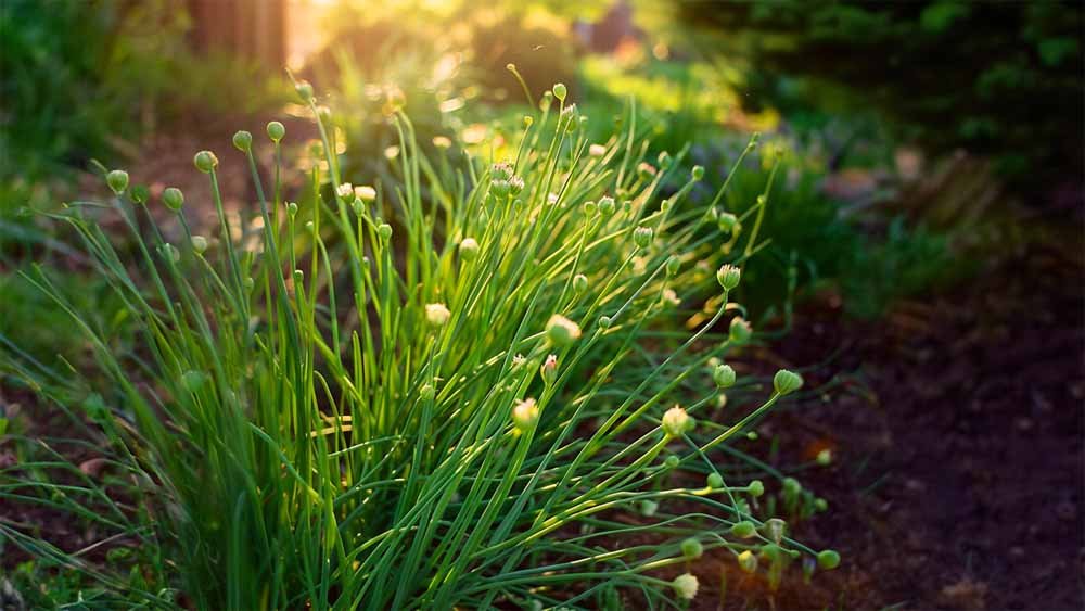 Bieslook zaden - Blomea.be