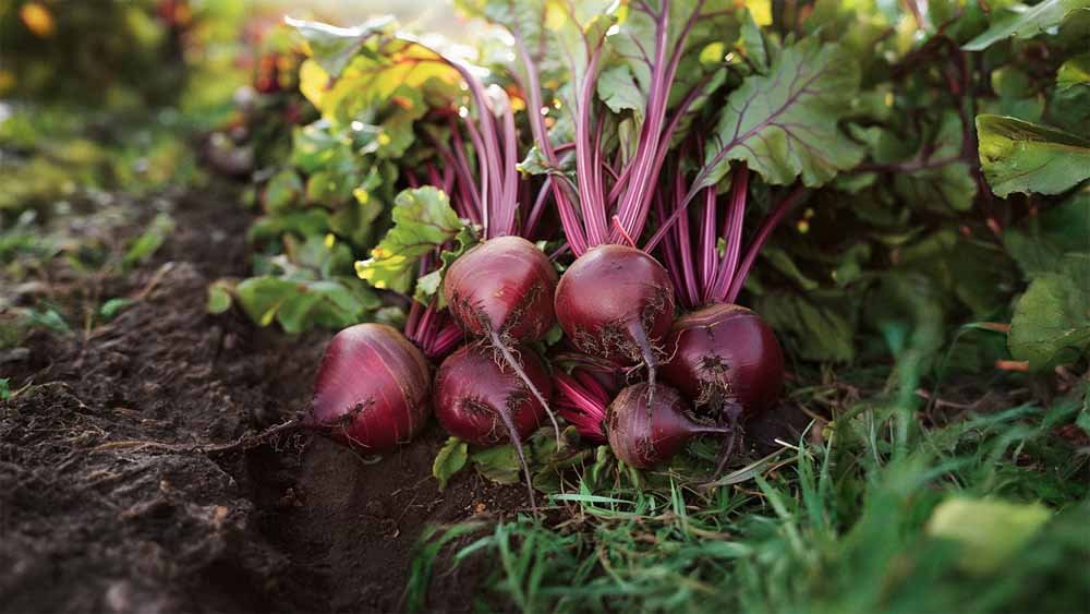 Bieten zaden - Blomea.be