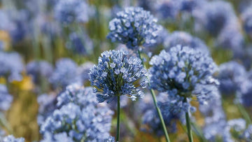 Blauwe allium