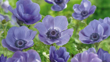 Blauwe anemoon