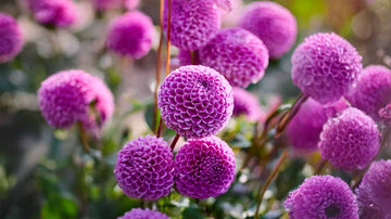 Blauwe dahlia