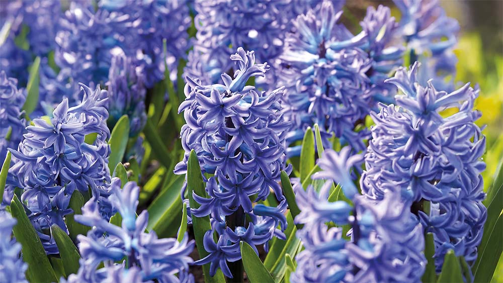 Blauwe voorjaarsbloemen