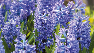 Blauwe voorjaarsbloemen