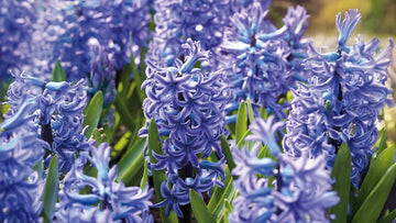Blauwe hyacinten