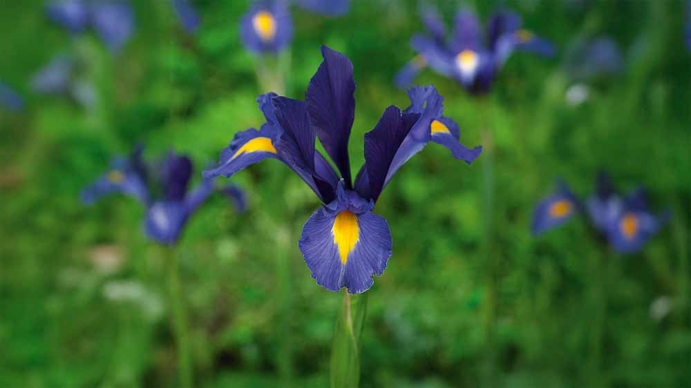 Blauwe iris