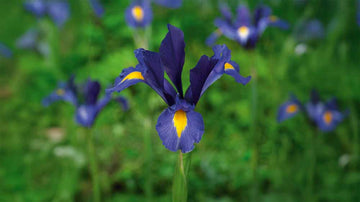 Blauwe iris