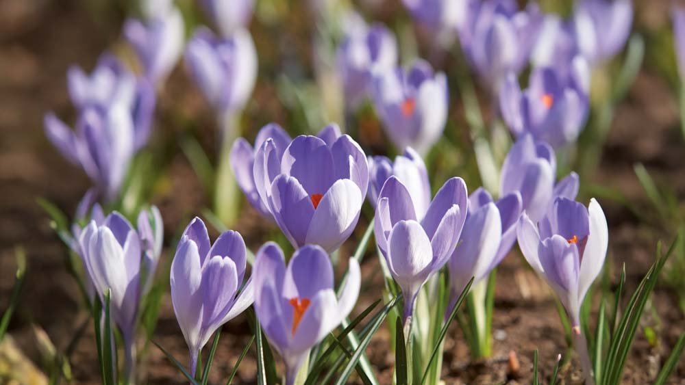 Blauwe krokus
