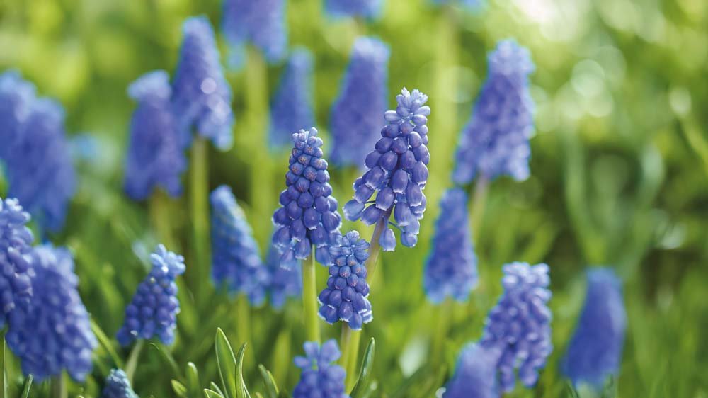Blauwe muscari