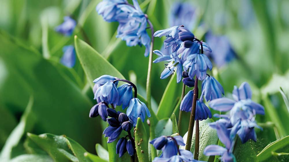 Blauwe scilla