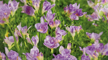 Blauwe zomerbloemen