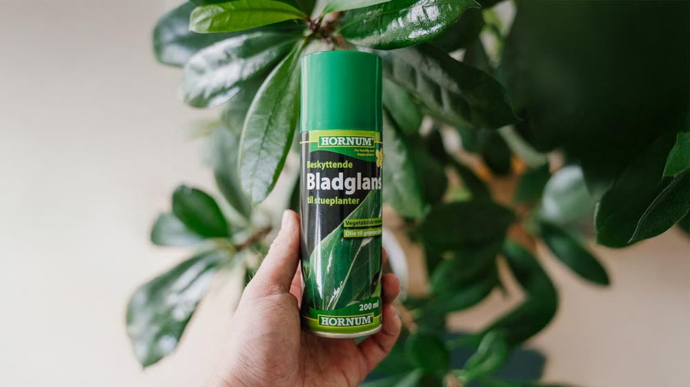 Bladglans - Blomea.be