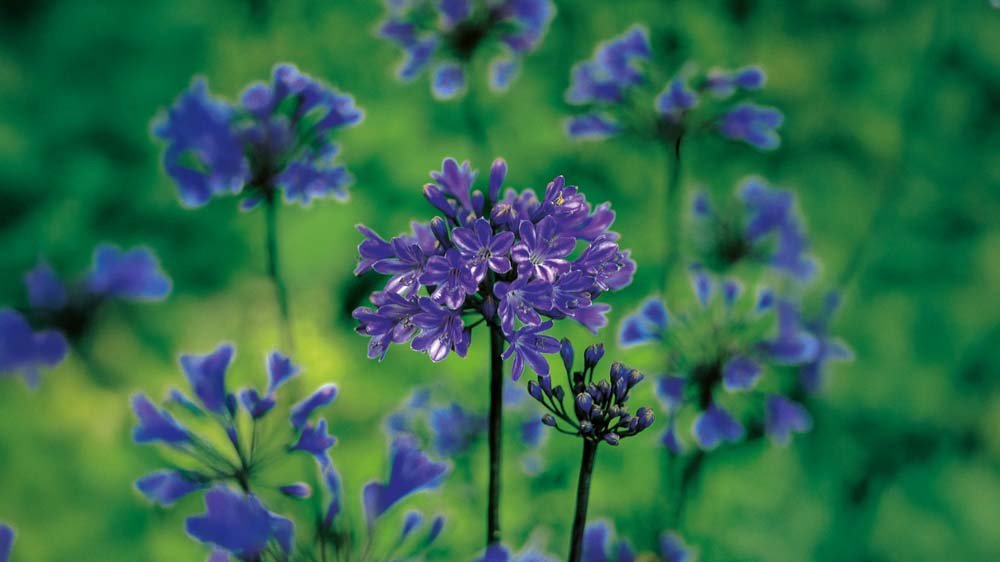 Blauwe agapanthus - Blomea.be