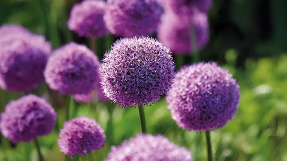 Bloembollen - Blomea.be