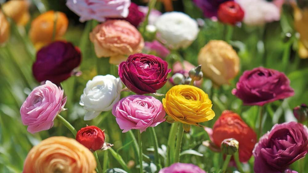 Bloemknollen - Blomea.be