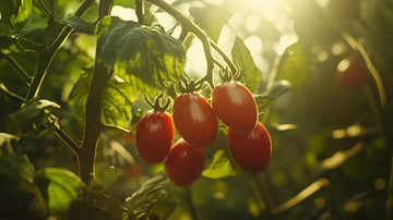 Pruimtomaten zaden