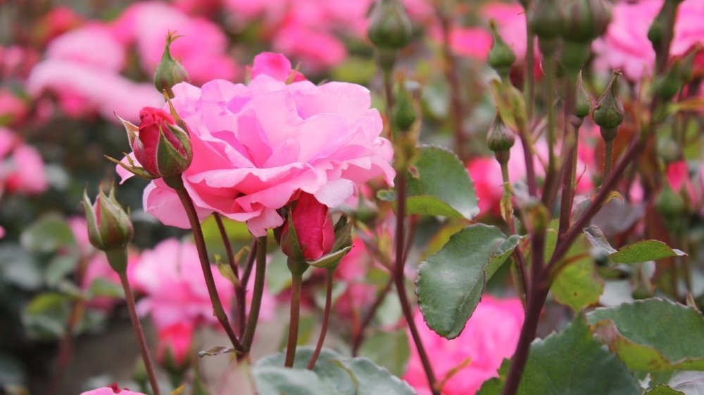 Blote wortelrozen - Blomea.be