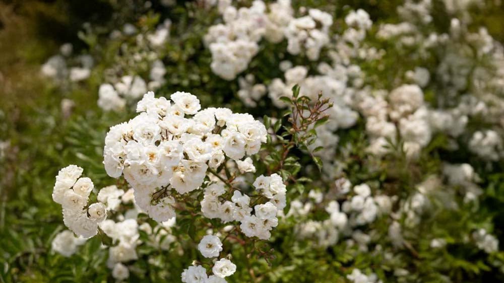 Bodembedekkende rozen - Blomea.be