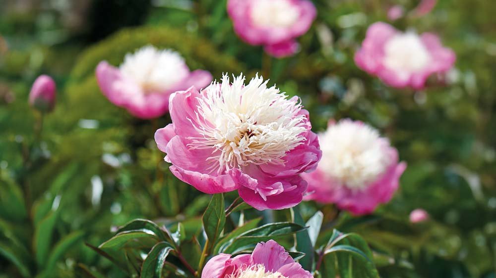 Bodembedekkende vaste planten - Blomea.be