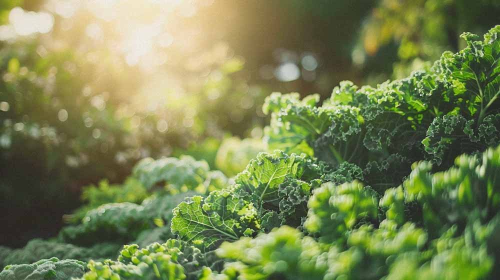 Boerenkool zaden - Blomea.be