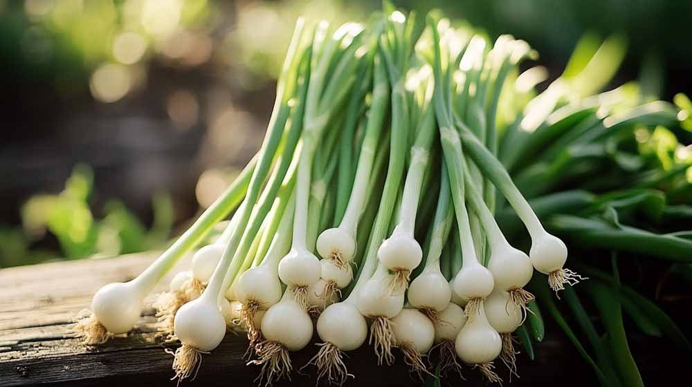 Bosui zaden - Blomea.be