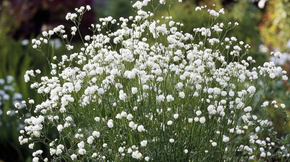 Bruidssluier zaden - Blomea.be