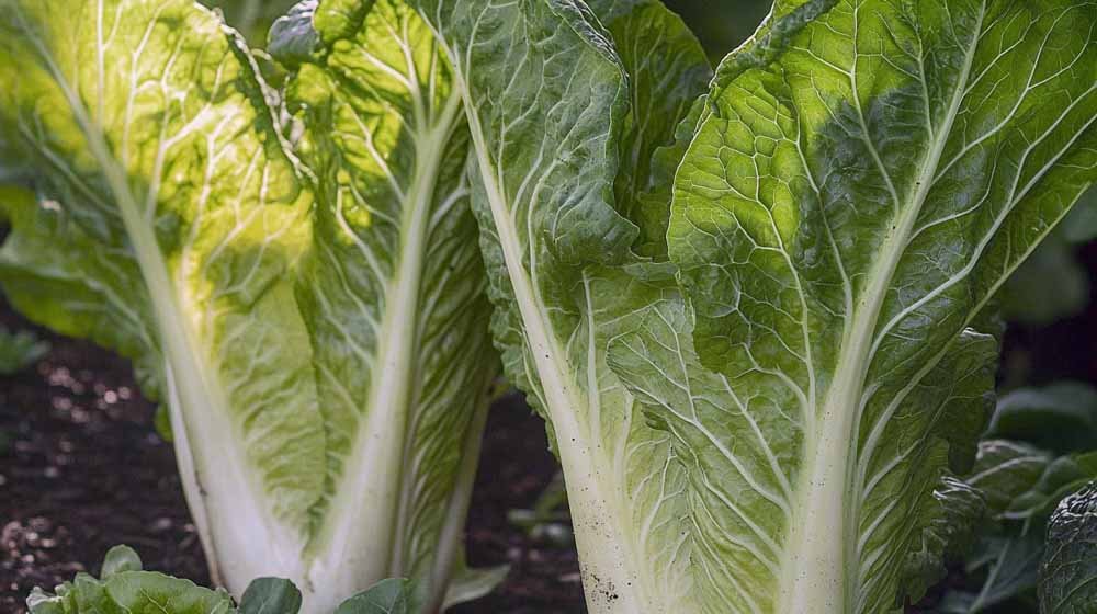 Chinese kool zaden - Blomea.be