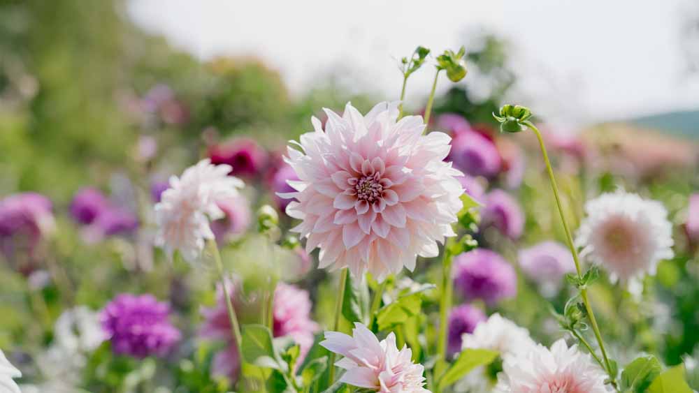 Dahlia Cafe au Lait