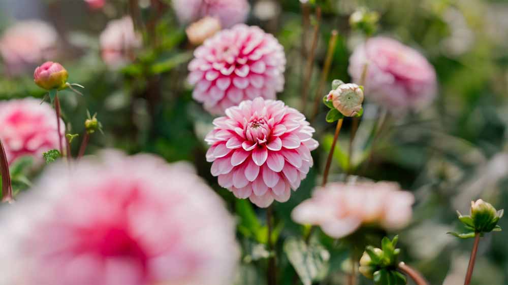 Dahlia decoratief
