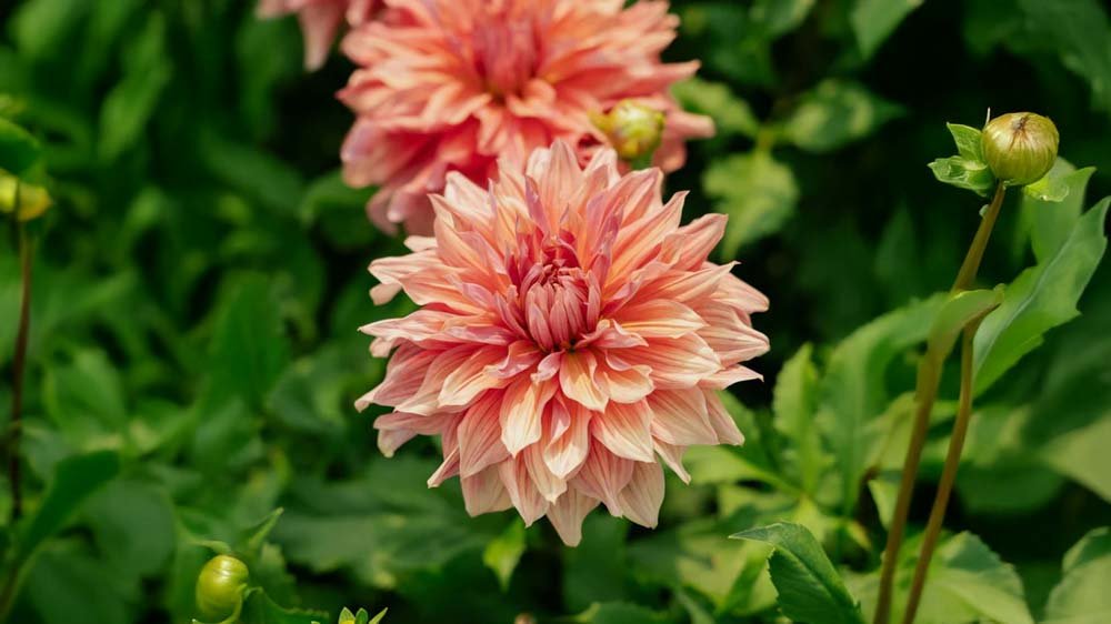 Dahlia dinnerplates - Blomea.be