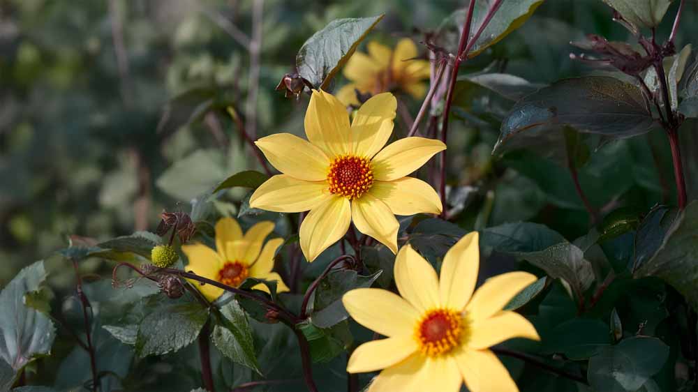 Dahlia enkelbloemig