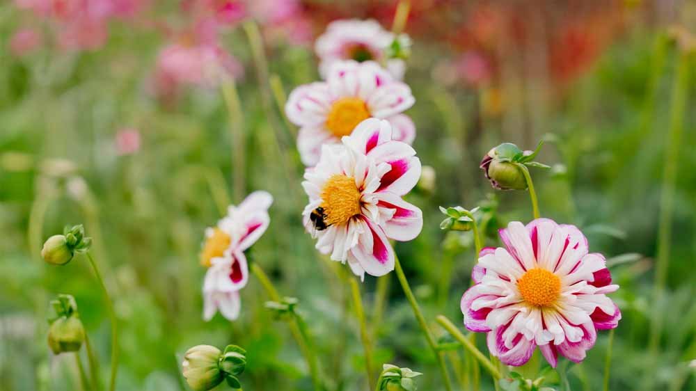 Dahlia halskraag - Blomea.be