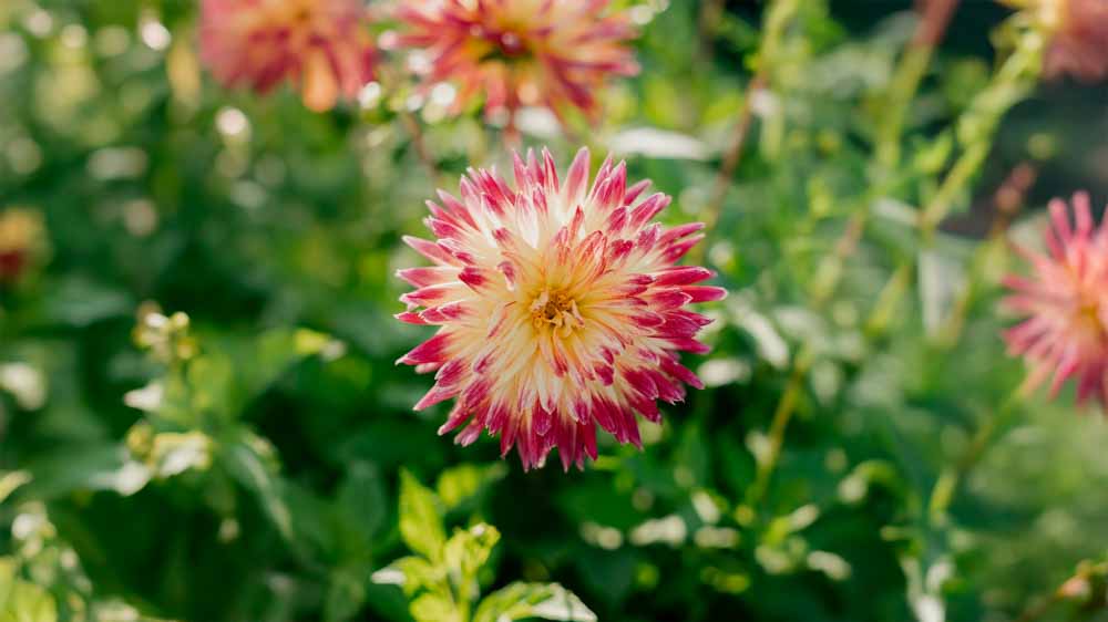 Dahlia cactus