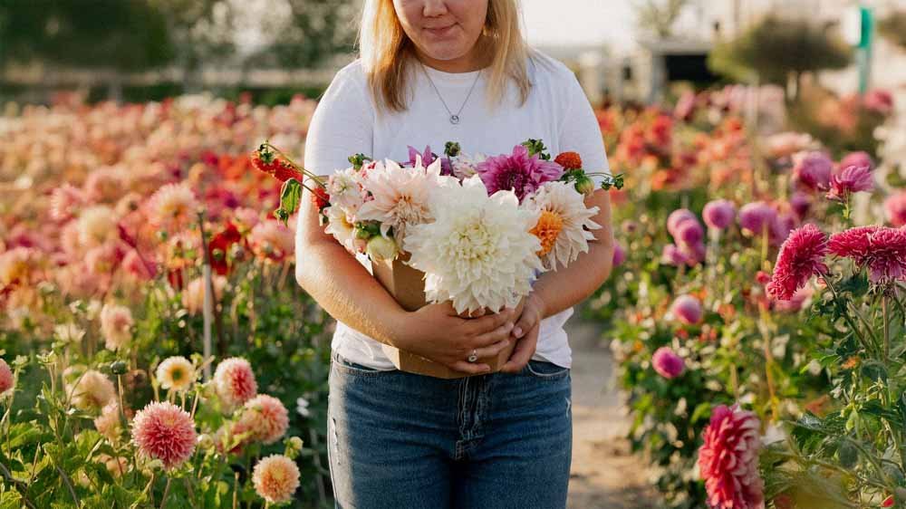 Dahlia Mix - Blomea.be