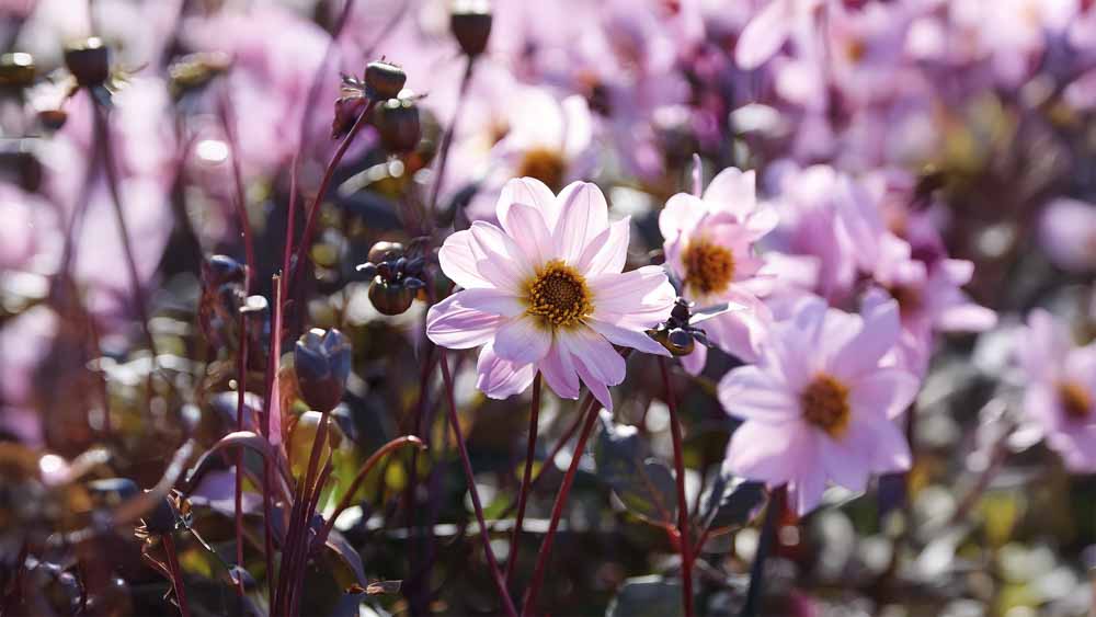 Dahlia pioenroos
