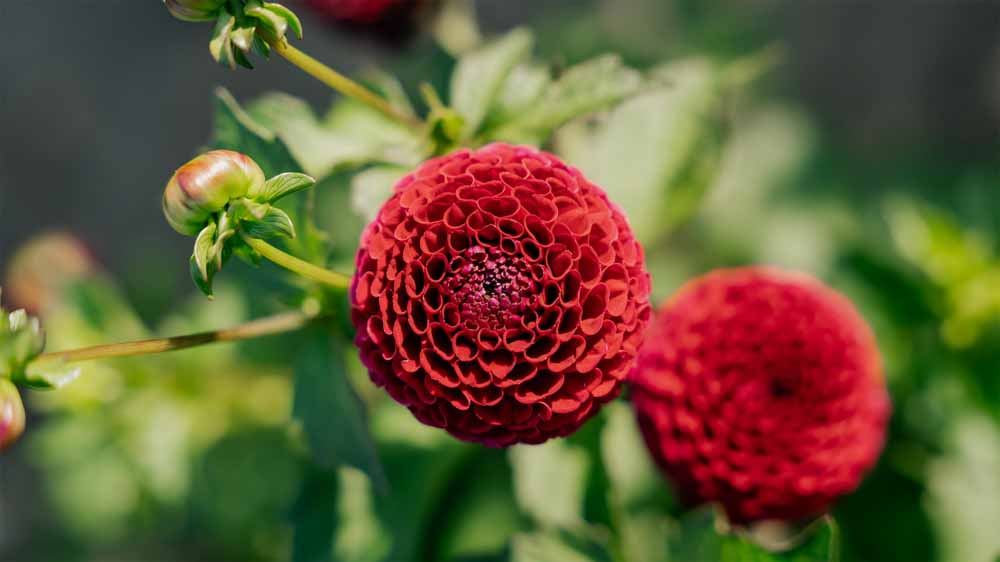 Dahlia Pompon